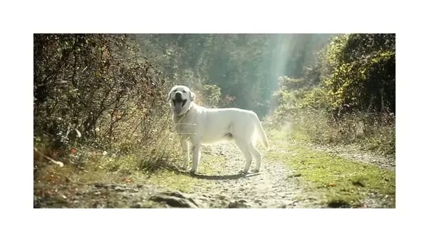 'Video thumbnail for My Labrador Has Dandruff - Must Learn This!'