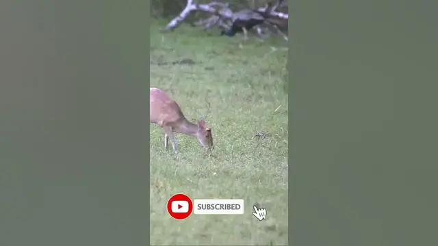 Video thumbnail for Barking deer (Muntiacus muntjak) walking through grass lands#shorts