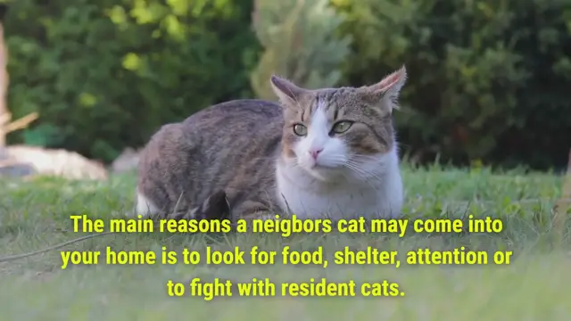 'Video thumbnail for Neighbours Cat Keeps Coming into Your House'