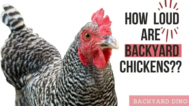 Video thumbnail for Beginner's Guide on What Noises to Expect with Backyard Chickens - How Loud are Chickens??