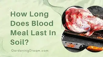 Video thumbnail for How Long Does Blood Meal Last In Soil?