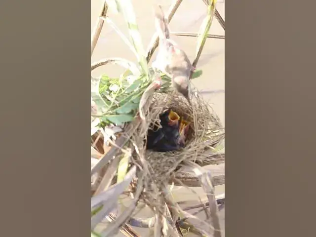 Video thumbnail for Cries Feeding in Nest  #birdwatching #birdslover #birdspotting #birdsounds #birdparenting #birds
