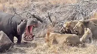 Video thumbnail for Hungry Hippo Wants to Eat with Lions