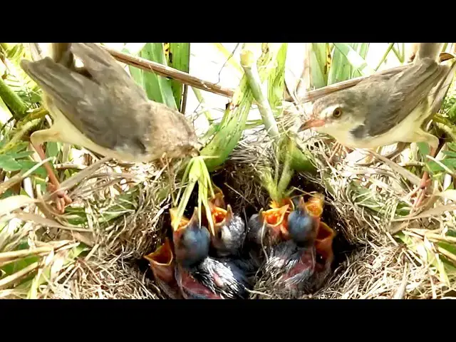 Video thumbnail for Ther Nesr of Bird Mother Sparrow Nourishes Babies with Soft Chirps  [ @ViralBirdNest ]