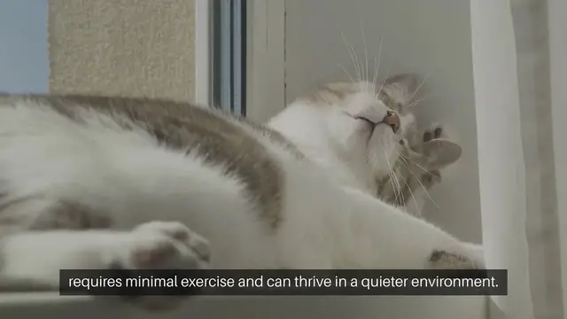 Video thumbnail for Pets For Inactive Lifestyles