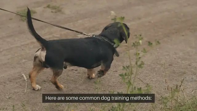 Video thumbnail for Dog Training Methods