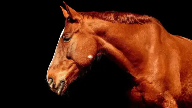 Video thumbnail for Ile kosztuje koń – ceny poszczególnych ras koni. Ile kosztuje koń rasowy?