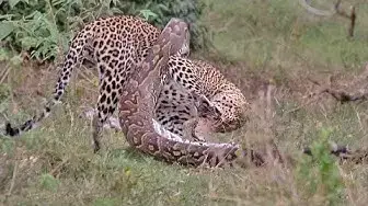 Video thumbnail for Python Constricts Leopard As It Fights Back!