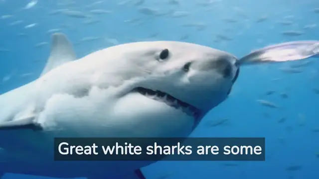 Video thumbnail for An Inside Look at the Wild World of Great White Sharks!