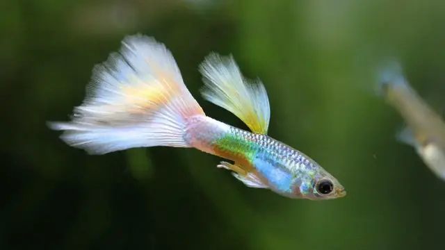 Video thumbnail for Gupiki – najpopularniejsze rybki akwariowe. Co warto o nich wiedzieć?