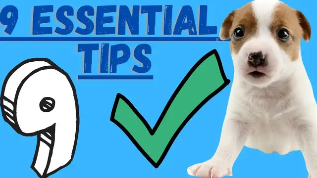 Video thumbnail for Jack Russell Terrier Puppies (9 Critical Tips To Implement With Jack Russell Terrier Puppies)
