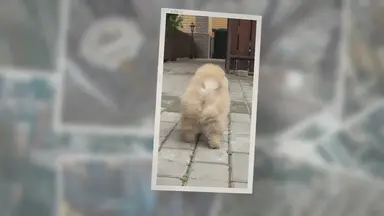 'Video thumbnail for True Meaning And Right Interpretation Of Dreams About Dogs'