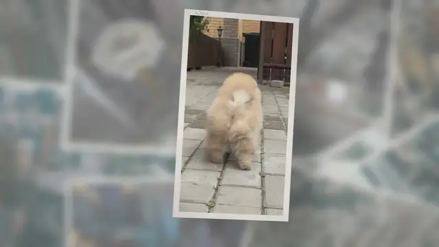 Video thumbnail for True Meaning And Right Interpretation Of Dreams About Dogs