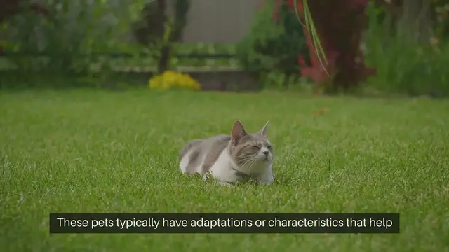 Video thumbnail for Cold Climate pets