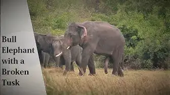 Video thumbnail for Bull Elephant with Broken  Tusk in Sri Lanka | for elephant lovers