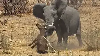 Video thumbnail for Elephant Stabs and Kills Buffalo