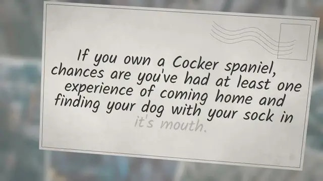 Video thumbnail for Why do Cocker spaniels steal socks?