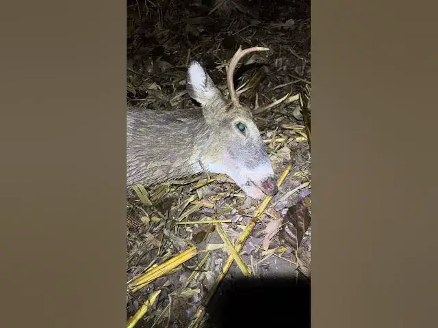 Video thumbnail for Shot a small whitetail buck on my Illinois hunting trip!