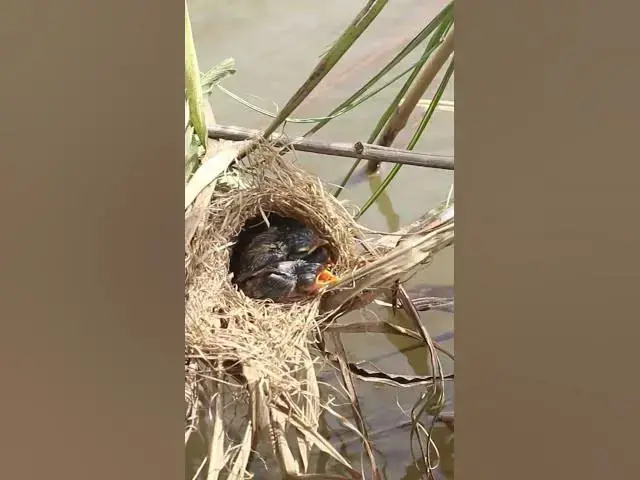 Video thumbnail for [ EP#171 ]  Baby cuckoo bird is trying to eat in nest #shorts #birdslover #birds #birdsounds