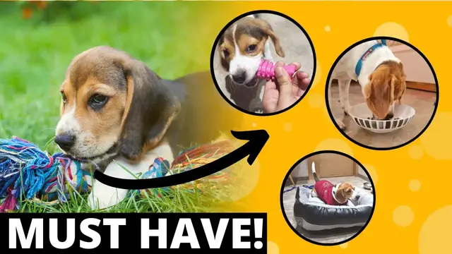 'Video thumbnail for 9 MUST Have Accessories for a  Beagle Puppy'