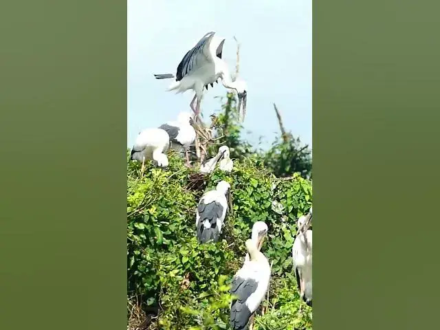 Video thumbnail for Wow Big Bird A lot #AmazingBirdBabies #Cries #Feed #Eat #Nest #BirdNest #BabyBirds #BirdCries #Feedi