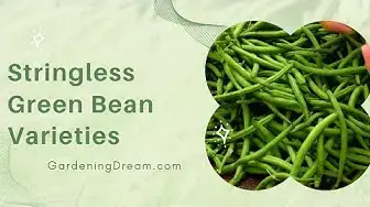Video thumbnail for Stringless Green Bean Varieties