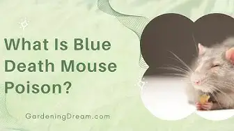 Video thumbnail for What Is Blue Death Mouse Poison