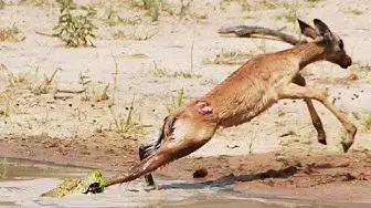 Video thumbnail for Baby Crocodile vs Baby Impala