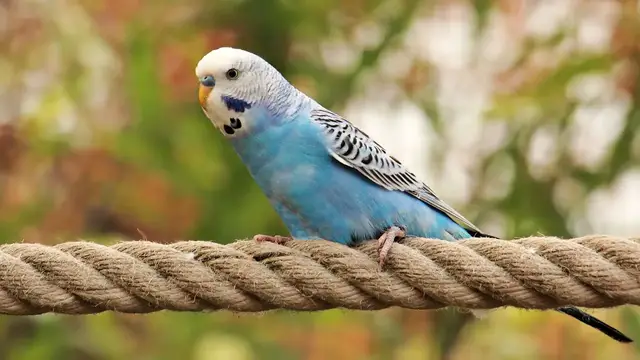 Video thumbnail for Papugi faliste – opis, hodowla, potrzeby. Dowiedz się więcej o tym gatunku papug!