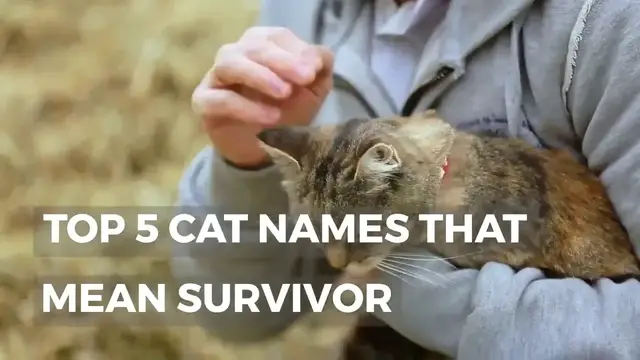 Video thumbnail for CAT NAMES THAT MEAN SURVIVOR
