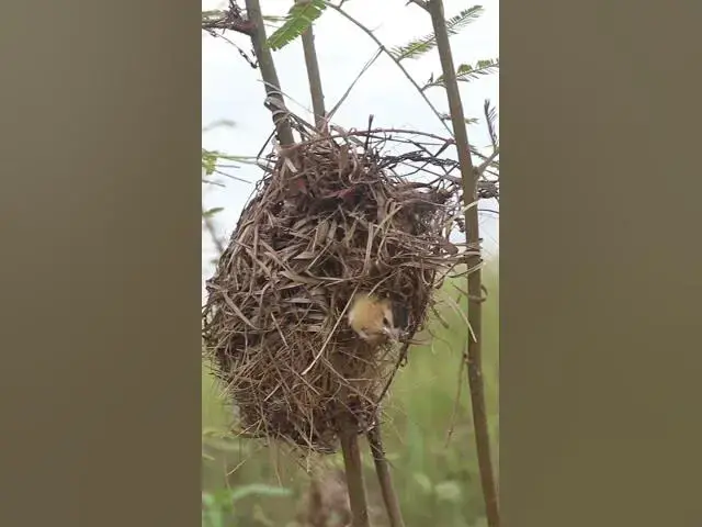 Video thumbnail for Net & Bird Babies  #birdeggs #birdslover #birdnest #nature #nestegg #birdsounds #nest #birds