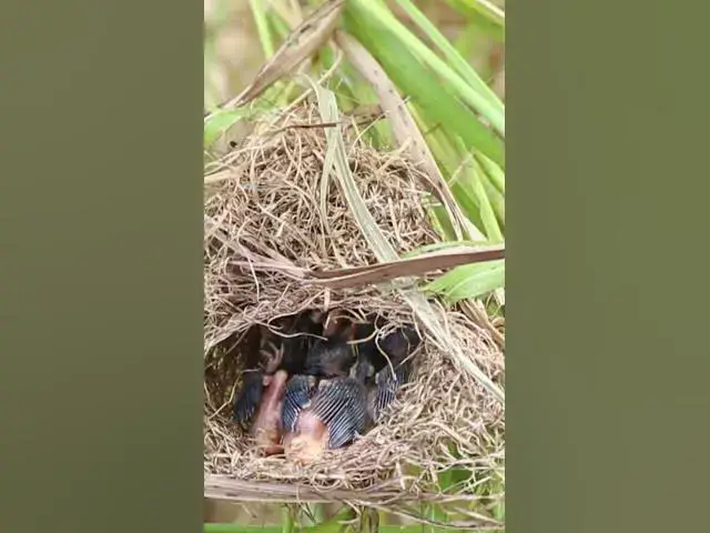 Video thumbnail for Babies Grown Bird Eating Food EP#315 #Babybird #feeding #babybird #shorts ##birds #birdslover #finc