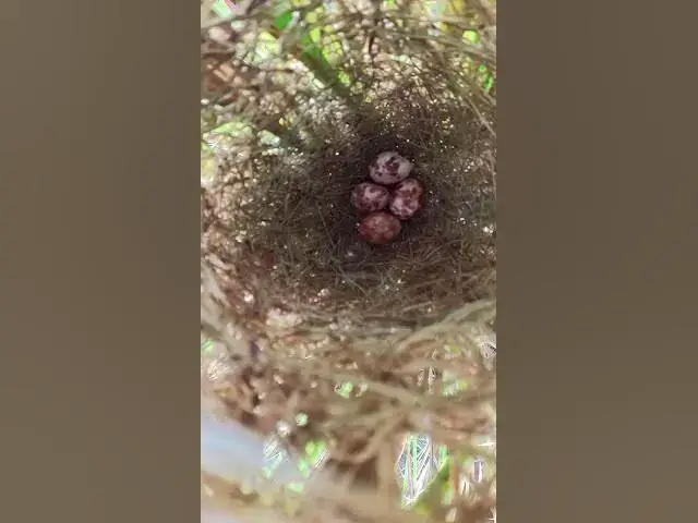 Video thumbnail for All Egg Bird Groeth #birdnest #nature #birdlifeoutdoors #babyanimal #wildlife #birdlife #babybird