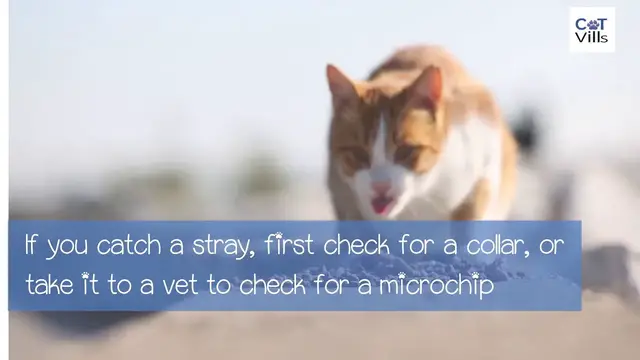Video thumbnail for DIFFERENCE BETWEEN STRAY CATS AND FERAL CATS