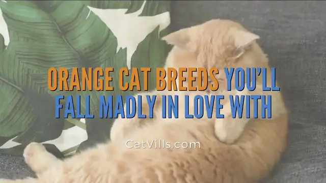 Video thumbnail for ORANGE CAT BREEDS YOU’LL FALL MADLY IN LOVE WITH