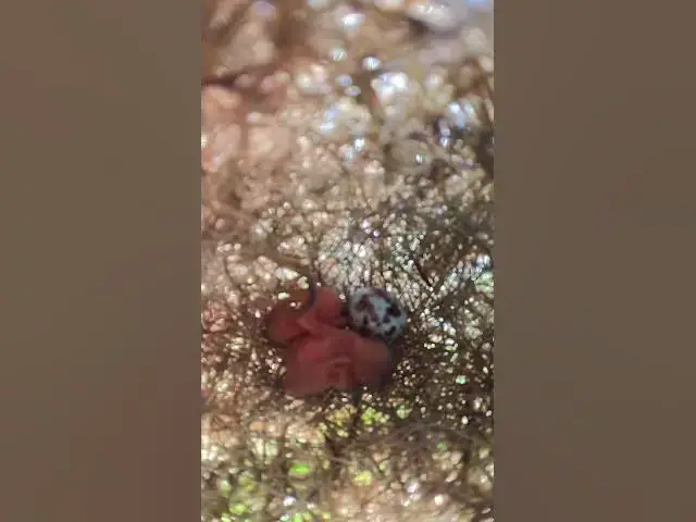 Video thumbnail for Small  Baies Bird  #birdnest #nature #birdlifeoutdoors #babyanimal #birdslover #birdlife #babybird