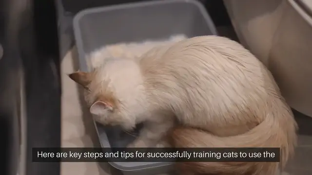 Video thumbnail for Training Cats To Use Litter Box