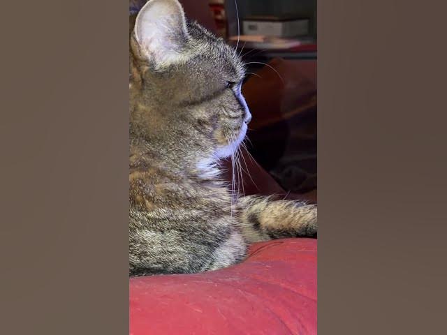 Video thumbnail for This cat