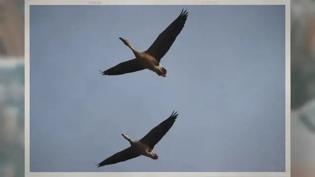 Video thumbnail for Do Geese Poop When They Fly?