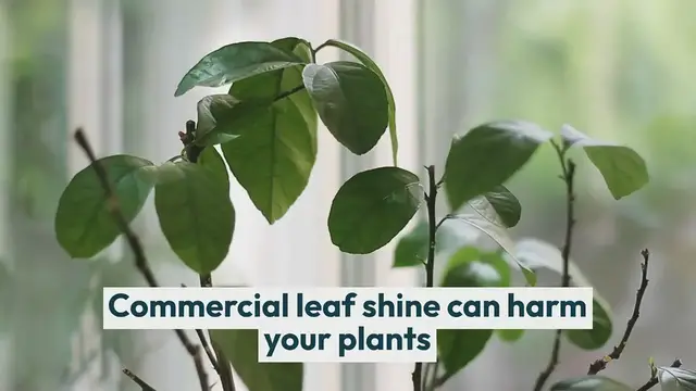 'Video thumbnail for Plant Leaf Shine'