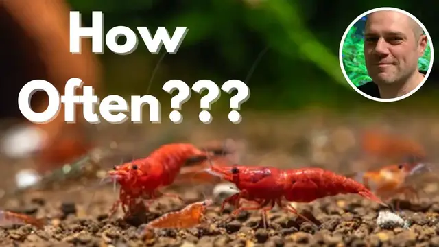 Video thumbnail for How Often Should You Feed Red Cherry Shrimp?