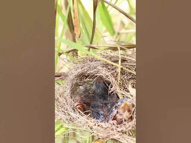 Video thumbnail for baby bird #birdparenting #birdwatching #birdslover #birdspotting #trending