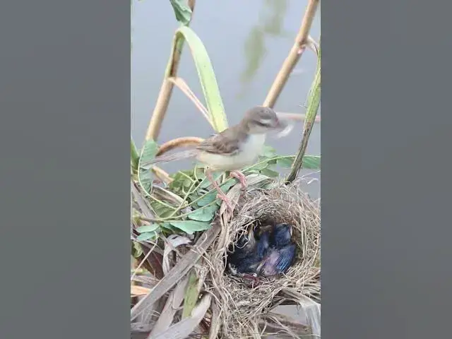 Video thumbnail for The mother bird is surprised that her baby feed in nest EP#047 #birds #beautifulbird #wildlife #bird