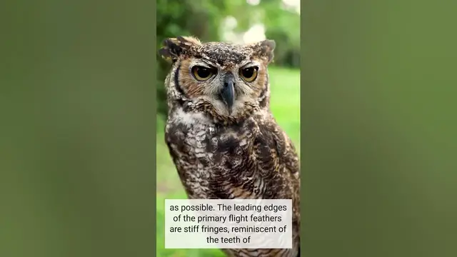 Video thumbnail for Their Feathers Help Them... #shorts