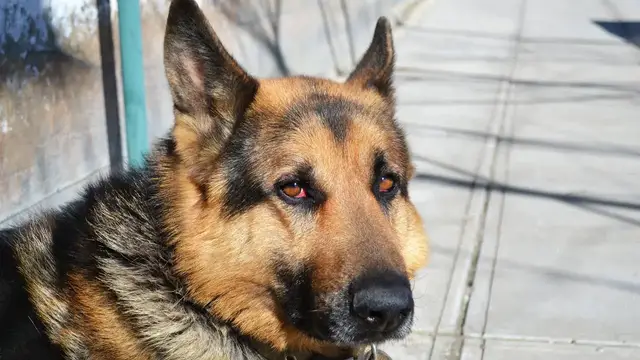 Video thumbnail for How Much Do You Know About German Shepherds - FAQs?