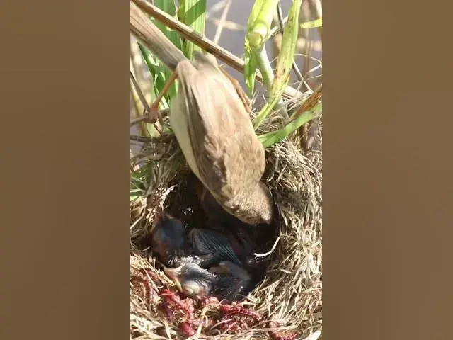 Video thumbnail for Demon Babies Birds Very hungry eat EP#211  #birdslover #birdwatch #birds #beautifulbird #shortvideo