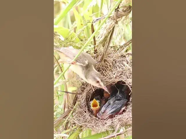 Video thumbnail for IQ 200 Bird