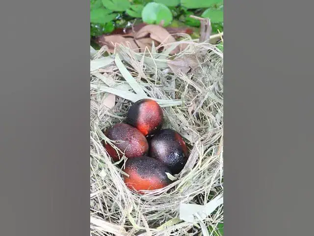Video thumbnail for Egg Wilds of chicken in nest  #birdssinging #birdstalking #babybird #growthstages #budgie #growth #s