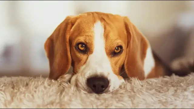 Video thumbnail for How to Train a Beagle