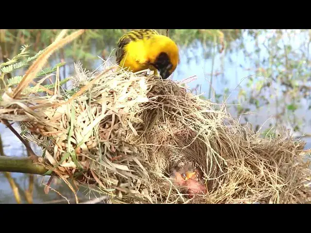 Video thumbnail for The Sudan's Golden Bird Sparrow // Feeding Habits of Sudan's Golden Sparrow